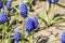 Glade of blue flowers muscari