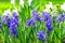 Glade blue hyacinth flower bed spring