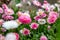 Glade of bright lush terry pink flowers of daisies bellis perennis. Horizontal orientation.