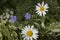 A Glade with bright multi-colored flowers close-up on a background of dark grass on a sunny day