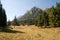 Glade in the Bucegi Mountains