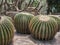 Glade of cacti, Echinocactus Gruson Echinocactus grusonii