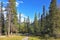 The glade in a coniferous forest