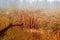 Glade covered with different withered grass in autumn foggy morning