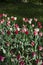 Glade covered with many violet pink tulips