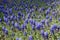 Glade covered with violet flowers of Armenian grape hyacinths