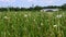 Glade dandelion disbanded in early summer in the park