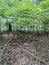 A glade of ferns in a mixed forest