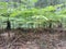 A glade of ferns in a mixed forest