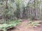 A glade of ferns in a mixed forest