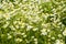 Glade. Flowering chamomile.