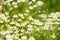 Glade. Flowering chamomile.