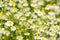 Glade. Flowering chamomile.