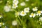 Glade. Flowering chamomile.