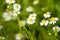 Glade. Flowering chamomile.