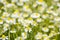 Glade. Flowering chamomile.