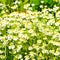 Glade. Flowering chamomile