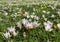 Glade of flowering crocuses