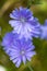 Glade flowers. Blue wildflowers. Wild chicory. A bouquet of wildflowers.