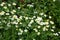 Glade of flowers of chamomiles Flowering chamomile