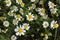 Glade of flowers of chamomiles. Flowering chamomile