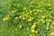 Glade of flowers of a pharmaceutical dandelion scientific name Taraxacum officinale against a natural background.