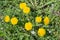 Glade of flowers of a pharmaceutical dandelion scientific name Taraxacum officinale against a natural background.