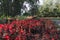 Glade of flowers of red begonia. Red flowers background with red shimmery wax begonia semperflorens cultorum