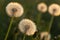 Glade of fluffy glowing round dandelions in green grass illuminated by the setting sun. Summer mood concept