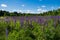 A glade in the forest overgrown with bright lupines Lupinus L.. Trees and blue cloudy sky are on the background