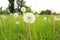 Glade of fruiting white dandelions on a sunny day