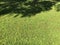 Glade of green blooming clover, garden near the house