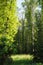 Glade illuminated by sunlight in the mixed forest