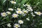 Glade with large field daisies