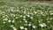 Glade of medicinal chamomile and other field plants in grass