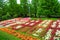 The Glade with multicolortulips in the Netherlands flowers park