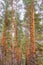 Glade pine forest as background