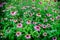 Glade of pink, medicinal colors Echinacea.