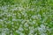 Glade of seedhead ripe dandelions