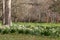 Glade of snowdrops and daffodils in a garden