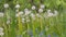 Glade Spring Dandelions