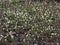 Glade Spring flowering leucojum (Leucojum vernum)