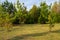 Glade in the summer forest at sunny day