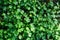 Glade three leaf clover, background. Nature.