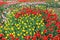 Glade of tulips with open and half-open buds of yellow, red, pink tulips in a spring meadow. Romantic spring background.