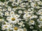 Glade with white daisies illuminated by the sun