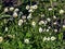 Glade with white daisies illuminated by the sun