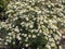 Glade with white daisies illuminated by the sun