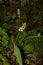 A glade of white flowers in the forest. Pyrola rotundifolia. beautiful background