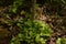 A glade of white flowers in the forest. Pyrola rotundifolia. beautiful background